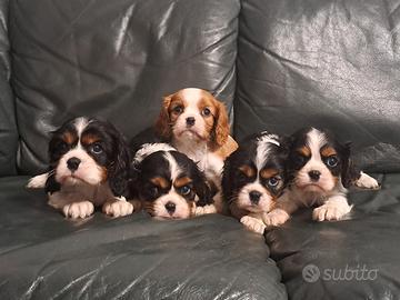 Cavalier King cuccioli