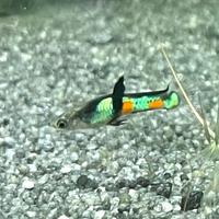 Stupendi Endler (guppy Venezuela)