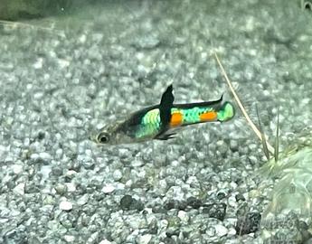 Stupendi Endler (guppy Venezuela)