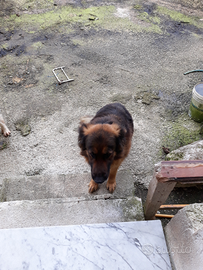 Pastore tedesco e maremmano