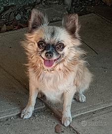 Chihuahua maschio Pedigree