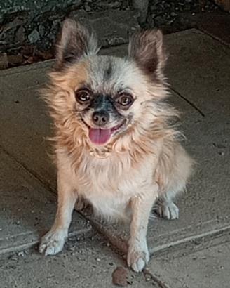 Chihuahua maschio Pedigree
