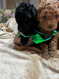 Barboncini Toy ? Genitori Visibili