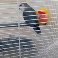 Coppia Inseparabili Allevato A Mano Più Gabbia