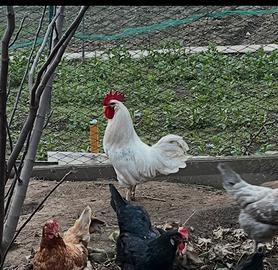Gallo