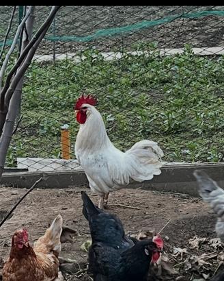 Gallo