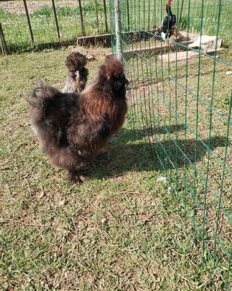 Gallo moroseta