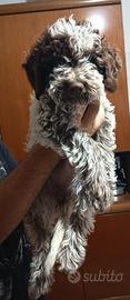 Lagotto Romagnolo