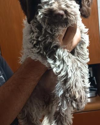 Lagotto Romagnolo