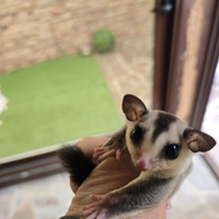 Petauro dello zucchero