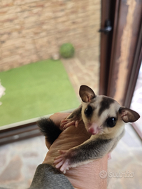 Petauro dello zucchero