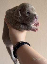 Cuccioli disponibili