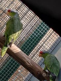 Coppia di amazzone fronte rossa