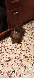 Chihuahua adulto