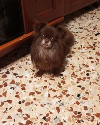 Chihuahua adulto