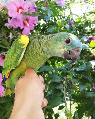 Pappagallo: amazzone fronte blu allevato a mano