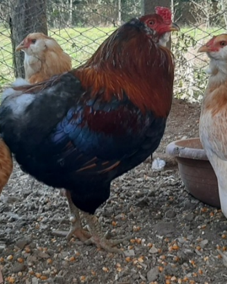 Araucana frumento
