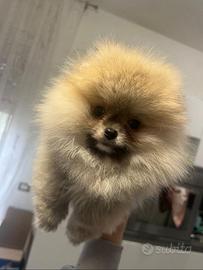 Spitz Pomerania Nano toy