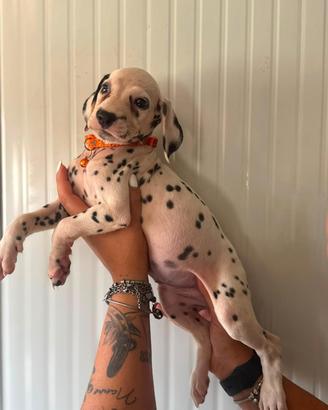 Cucciolo di Dalmata 