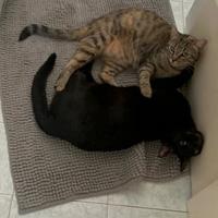 Aspettano una nuova famiglia