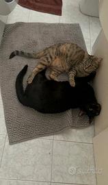 Aspettano una nuova famiglia