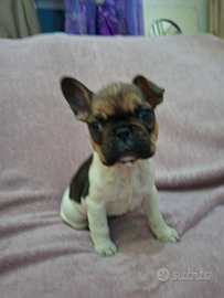 Femmina bulldog francese