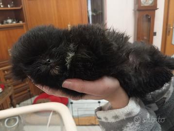 Pomerania teddy bear