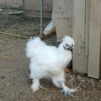 Giovane galletto moroseta