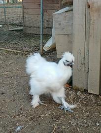 Giovane galletto moroseta