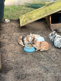 Conigli testa di leone