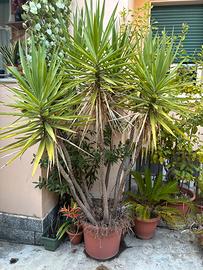 Yucca - Tronchetto della felicità