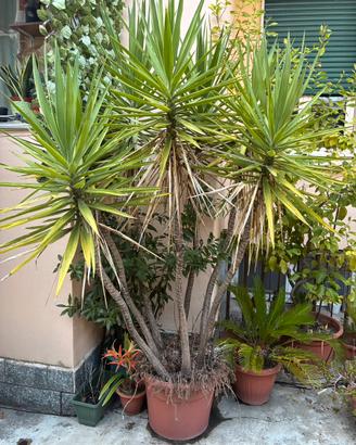 Yucca - Tronchetto della felicità