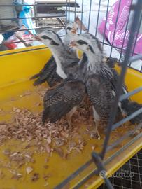 Phoenix argento pulcini