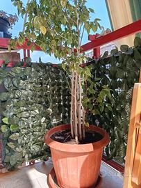 alberello Ficus benjamini