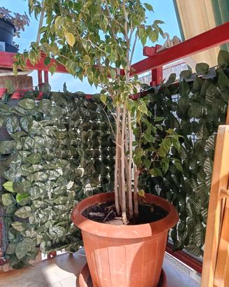 alberello Ficus benjamini