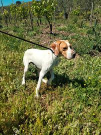Cane pointer