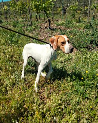 Cane pointer