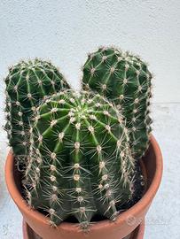 Pianta grassa cactus echinopsis