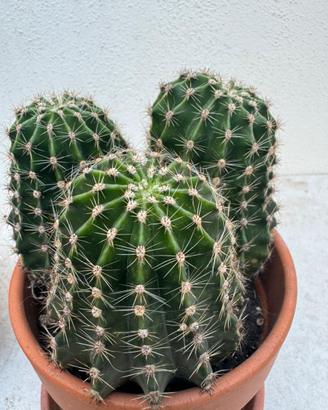 Pianta grassa cactus echinopsis