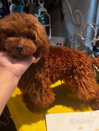 Barboncino toy di 6 mesi red brown