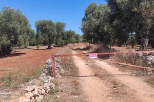 Terreno uliveto