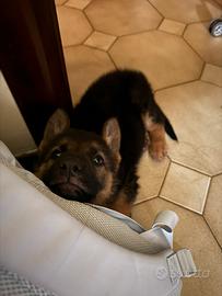 Un cucciolo di pastore tedesco di quasi due mesi