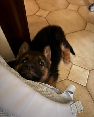 Un cucciolo di pastore tedesco di quasi due mesi
