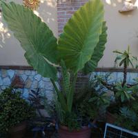 pianta alocasia