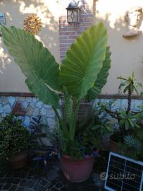 pianta alocasia