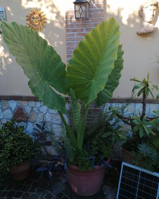 pianta alocasia
