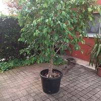 pianta di ficus