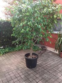pianta di ficus
