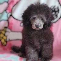 Barboncina toy/nano Silver