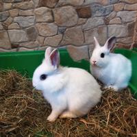 Coppia di coniglietti TESTA DI LEONE